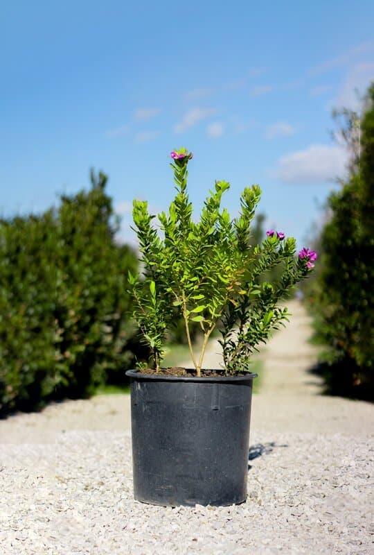 Polygala myrtifolia ‘Grandiflora’