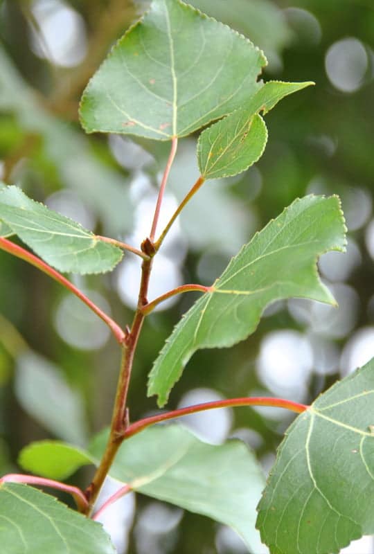 Populus Nigra