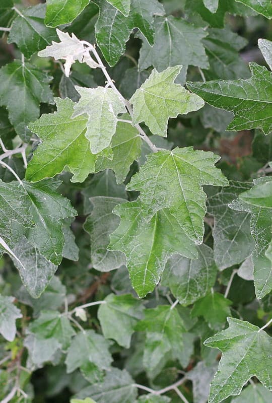 Populus Alba