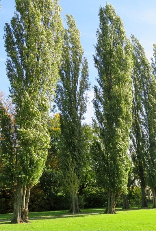 Populus Alba ‘Italica’