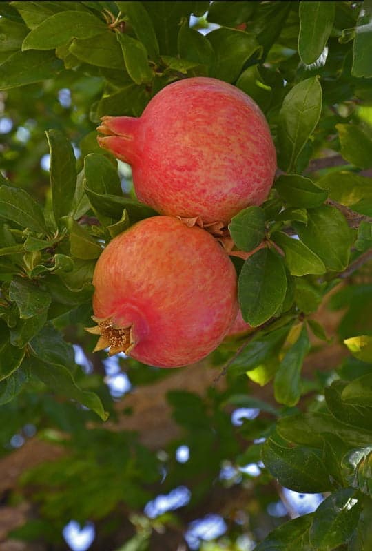 Punica Granatum