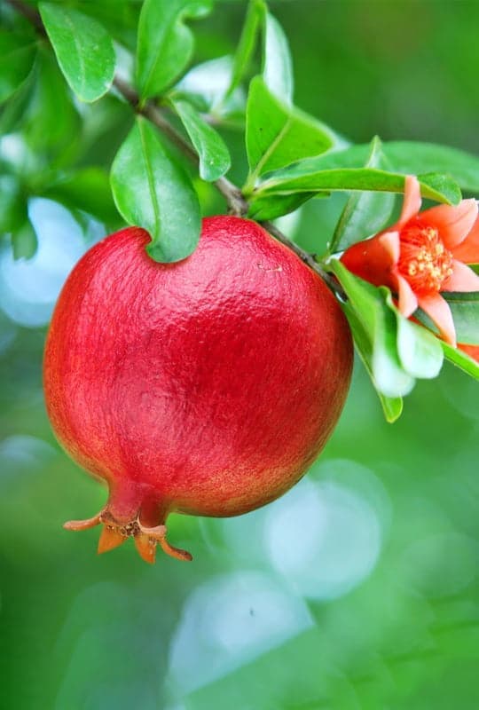 Punica Granatum