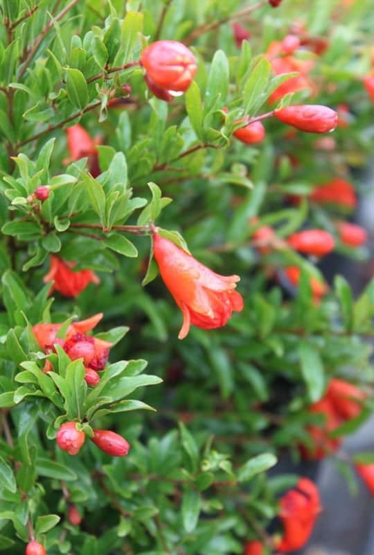 Punica Granatum ‘Nana’