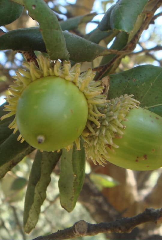 Quercus Suber