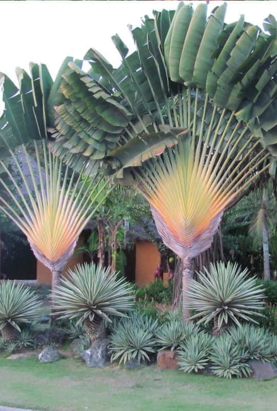 Ravanela Madagascaris