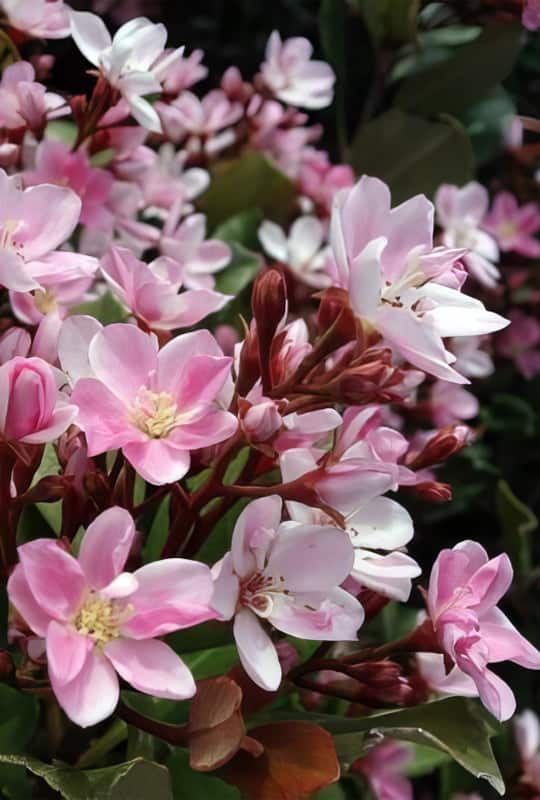 Rhaphiolepis Indica ‘Springtime’