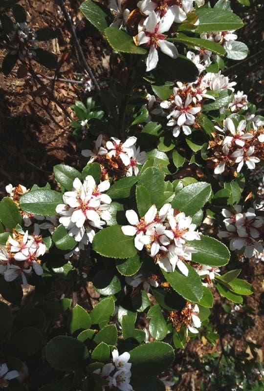 Rhaphiolepis umbellata