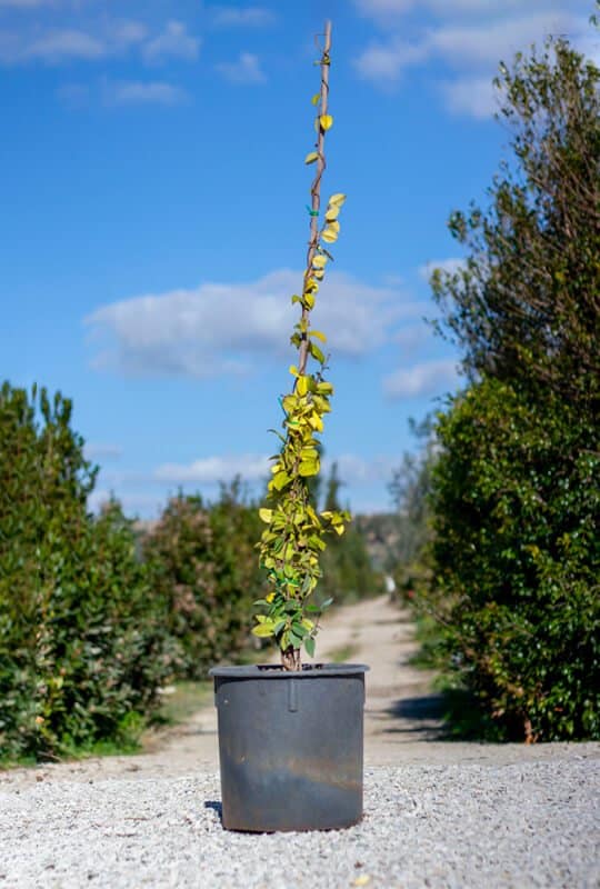 Rhyncospermum jasminoides