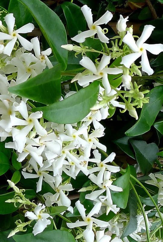 Rhyncospermum jasminoides