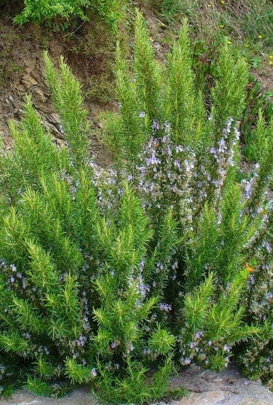 Rosmarinus officinalis