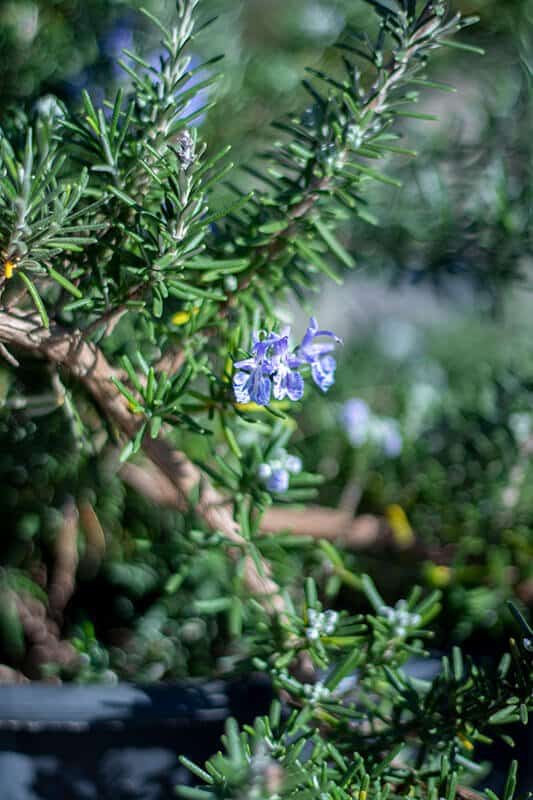 Rosmarinus repens