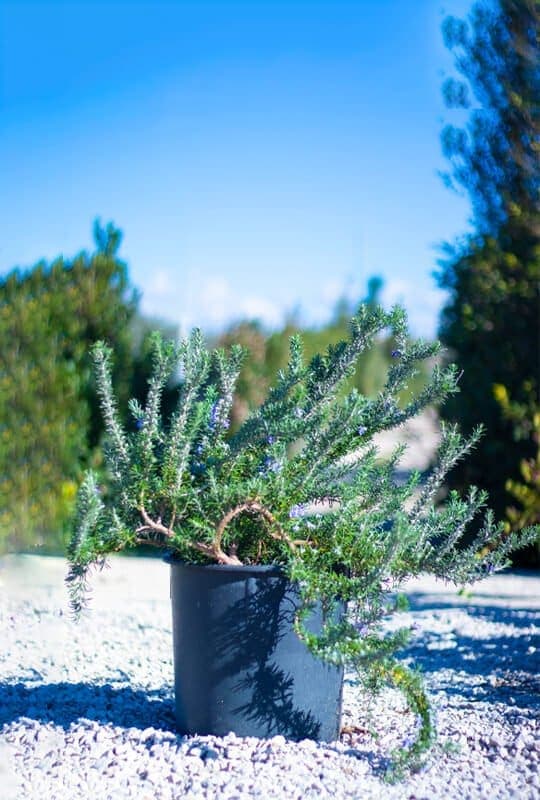 Rosmarinus repens