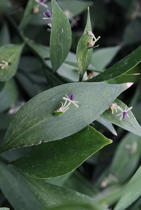 Ruscus hypoglossum