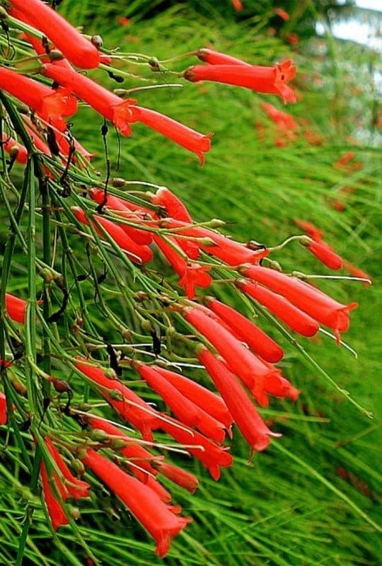 Russelia equisetiformis