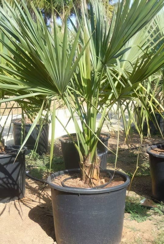 Sabal minor