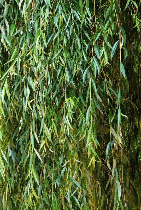 Salix Babylonica