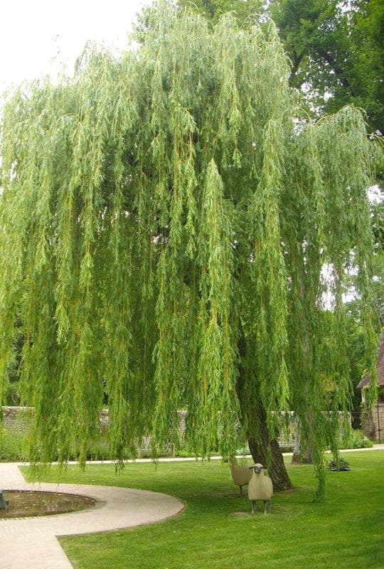 Salix Babylonica