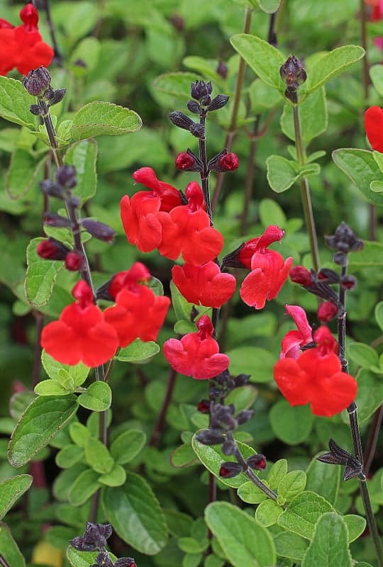 Salvia greggi