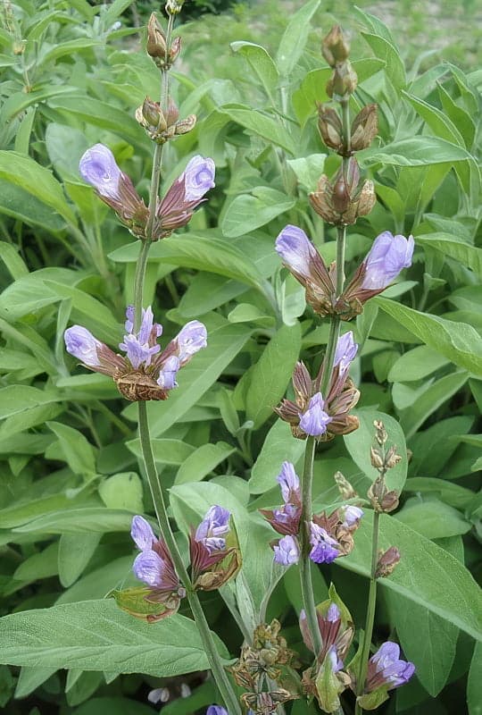 Salvia officinalis