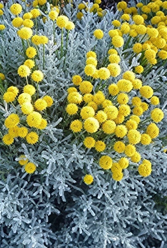 Santolina	chamaecyparissus