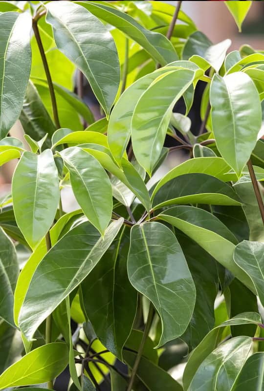 Schefflera actinophylla
