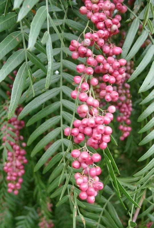 Schinus Molle