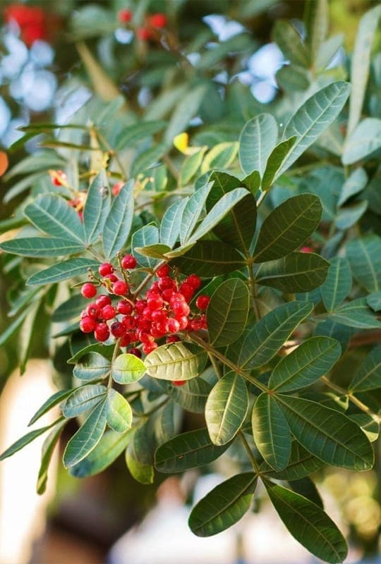 Schinus Tribentifolius