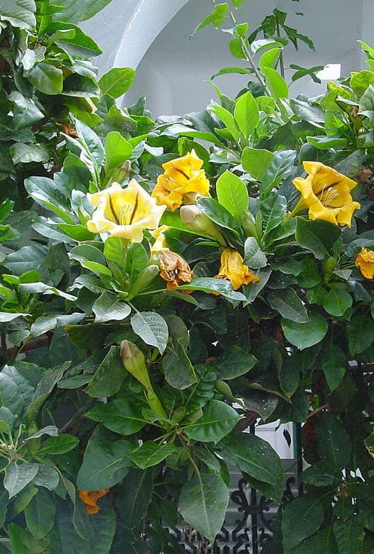 Solandra Maxima