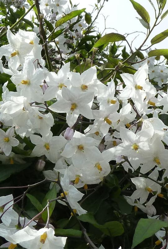Solanum jasminoides ‘album’