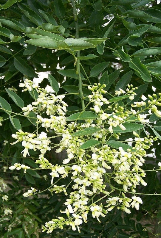 Sophora Japonica