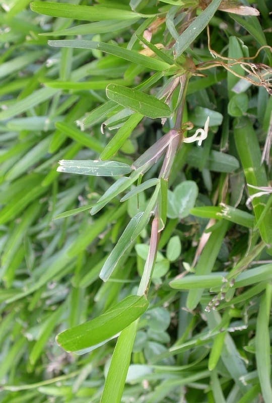 Stenotaphrum Secundatum ‘G.americain’