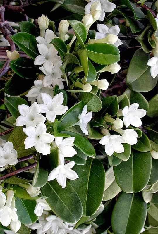 Stephanotis floribunda