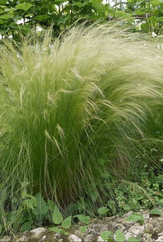Stipa Tenuifolia