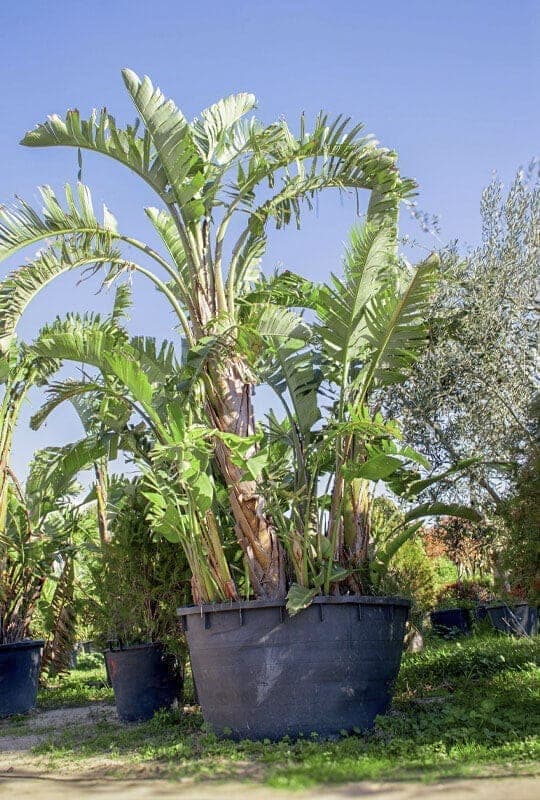 Strelitzia augusta