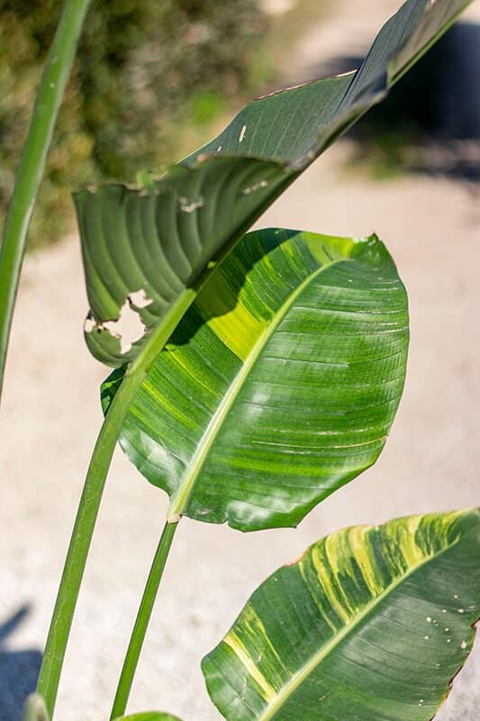 Strelitzia augusta