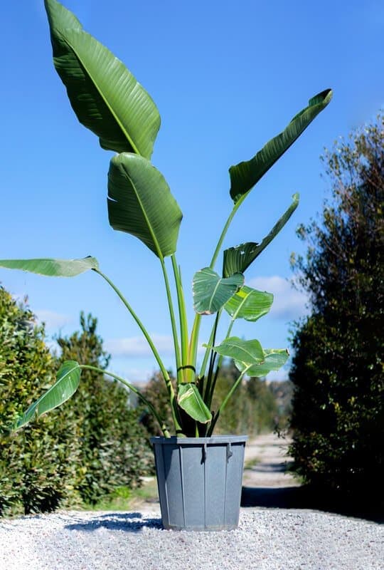 Strelitzia augusta