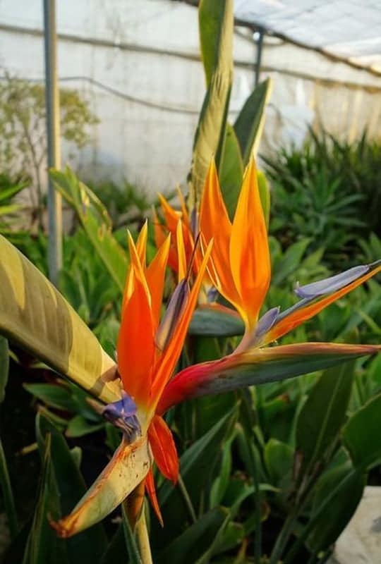 Strélitzia reginae