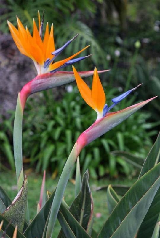 Strélitzia reginae