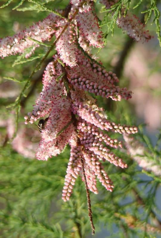 Tamarix Africana