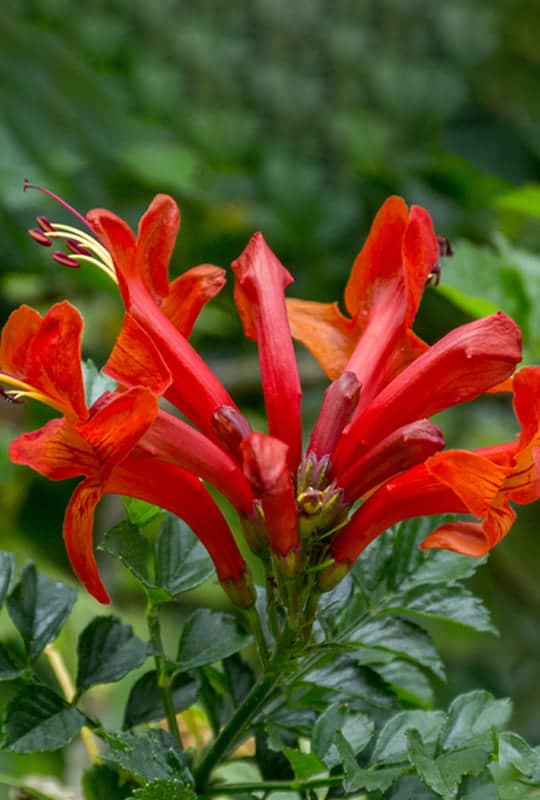 Tecoma capensis