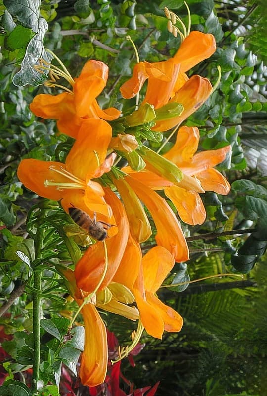 Tecoma capensis ‘Orange’
