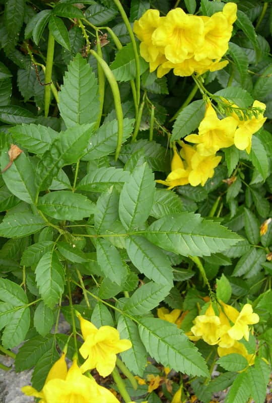 Tecoma Stans