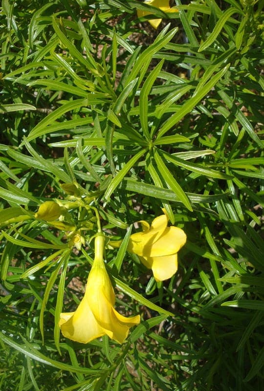 Thevitea Peruviana