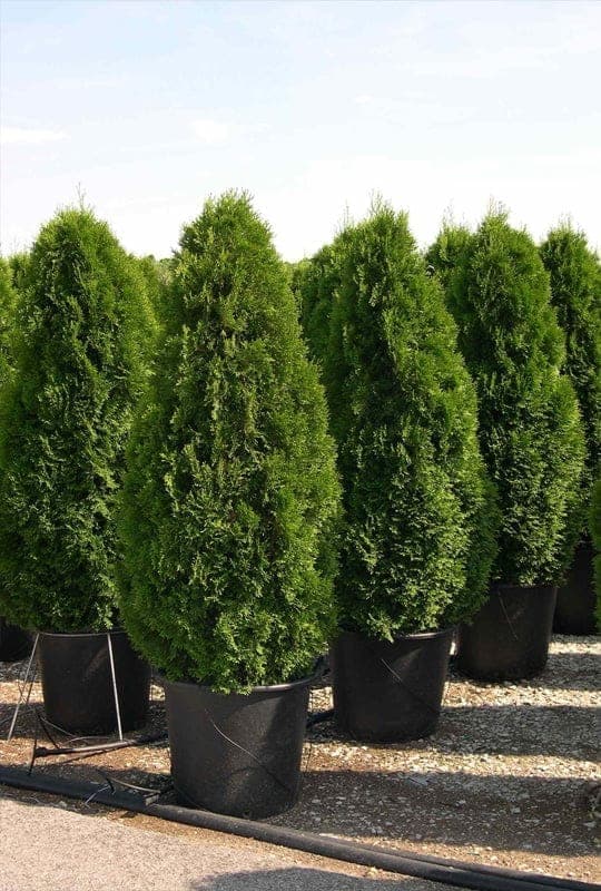 Thuja Occidentalis