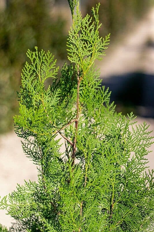 Thuja orientalis
