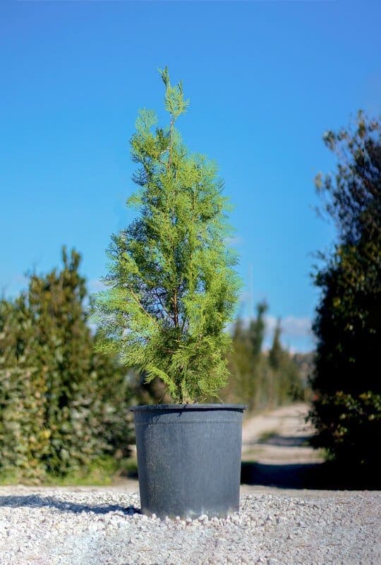 Thuja orientalis