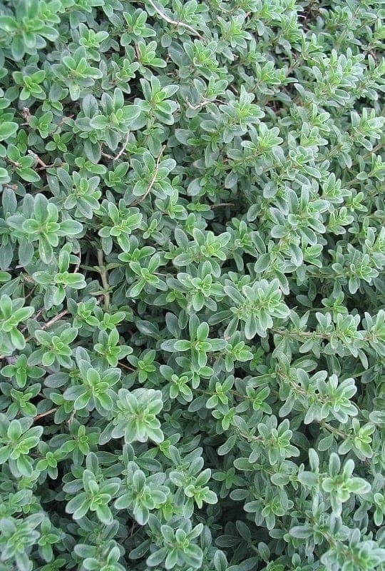 Thymus serpyllum