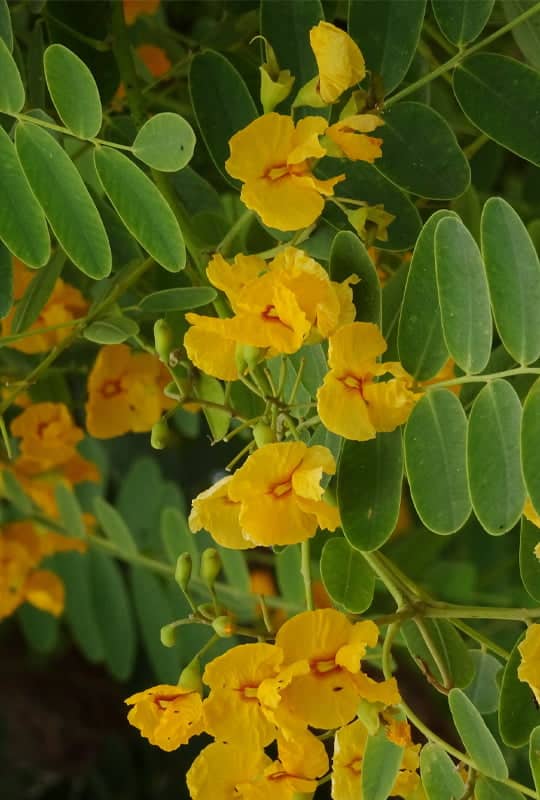 Tipuana Tipu