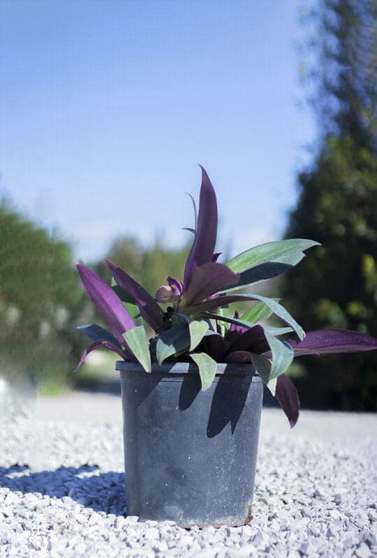 Tradescantia spthacae