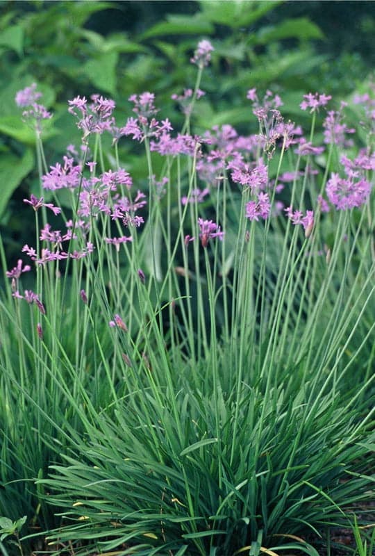 Tulbghia violacea